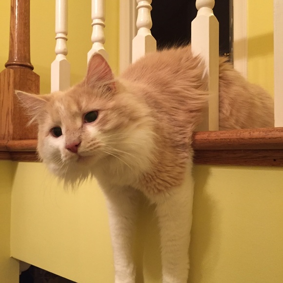 Meet your Posher, Addie - Picture 2 of 8